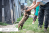 Zusätzliche Fotos: Kleiner toller Hund Polkan Tiger in guten Händen
