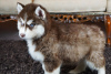 Foto №4. Ich werde verkaufen siberian husky in der Stadt Vilnius. quotient 	ankündigung - preis - 350€