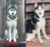 Foto №3. Siberian Husky Welpen. Deutschland