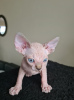 Foto №1. sphynx-katze - zum Verkauf in der Stadt Антверпен | 200€ | Ankündigung № 123521