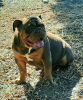 Foto №4. Ich werde verkaufen englische bulldogge in der Stadt Belgrad. züchter - preis - Frei