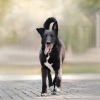Foto №2 zu Ankündigung № 8647 zu verkaufen mischlingshund - einkaufen Russische Föderation aus dem tierheim