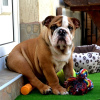 Zusätzliche Fotos: Englische Bulldogge, Spitzen rasse