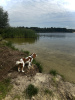 Foto №3. Cavalier King Charles Spaniel. Russische Föderation