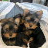 Foto №2 zu Ankündigung № 118384 zu verkaufen yorkshire terrier - einkaufen USA züchter