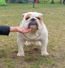 Zusätzliche Fotos: Englische Bulldogge fci