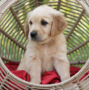 Foto №2 zu Ankündigung № 101295 zu verkaufen golden retriever - einkaufen Deutschland quotient 	ankündigung