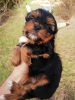 Foto №2 zu Ankündigung № 97665 zu verkaufen biewer terrier, yorkshire terrier - einkaufen Estland quotient 	ankündigung, züchter