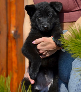 Foto №2 zu Ankündigung № 4677 zu verkaufen deutscher schäferhund - einkaufen Ukraine züchter