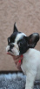 Zusätzliche Fotos: Wunderschöne französische Bulldoggenwelpen