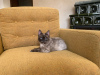 Zusätzliche Fotos: Sehr schöne Katze Taya als Geschenk