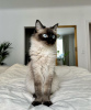 Foto №1. ragdoll-katze - zum Verkauf in der Stadt Гамбург | 400€ | Ankündigung № 101791