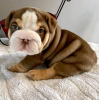 Foto №2 zu Ankündigung № 54802 zu verkaufen englische bulldogge - einkaufen Finnland quotient 	ankündigung, züchter