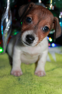 Foto №3. Jack Russell Terrier. Russische Föderation