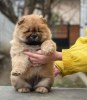 Foto №2 zu Ankündigung № 90333 zu verkaufen chow-chow - einkaufen Deutschland quotient 	ankündigung