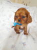 Foto №1. cavalier king charles spaniel - zum Verkauf in der Stadt Illinois City | 379€ | Ankündigung № 100363