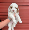 Foto №1. labradoodle - zum Verkauf in der Stadt Frances Green Farm | verhandelt | Ankündigung № 121592