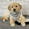 Foto №2 zu Ankündigung № 127691 zu verkaufen golden retriever - einkaufen USA züchter