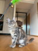 Foto №1. maine-coon-katze - zum Verkauf in der Stadt Riga | 1100€ | Ankündigung № 56795