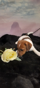 Zusätzliche Fotos: Welpe (weiblich) Jack Russell Terrier