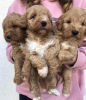 Foto №2 zu Ankündigung № 105047 zu verkaufen labradoodle - einkaufen Serbien züchter