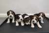 Foto №2 zu Ankündigung № 116056 zu verkaufen beagle - einkaufen Deutschland 