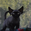 Foto №4. Ich werde verkaufen devon rex in der Stadt München. quotient 	ankündigung, züchter - preis - 350€