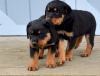 Foto №1. rottweiler - zum Verkauf in der Stadt Валлетта | 400€ | Ankündigung № 58275