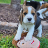 Foto №2 zu Ankündigung № 120609 zu verkaufen beagle - einkaufen Deutschland quotient 	ankündigung