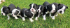 Foto №3. Entzückende Boston Terrier-Welpen zur kostenlosen Adoption. Deutschland