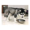 Foto №2 zu Ankündigung № 120686 zu verkaufen siberian husky - einkaufen Belgien quotient 	ankündigung, züchter