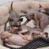 Foto №4. Ich werde verkaufen sphynx-katze in der Stadt Лумийоки. quotient 	ankündigung - preis - 430€