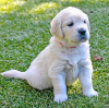 Foto №2 zu Ankündigung № 106347 zu verkaufen golden retriever - einkaufen Niederlande quotient 	ankündigung