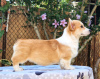 Foto №2 zu Ankündigung № 118255 zu verkaufen welsh corgi - einkaufen Serbien züchter