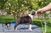 Foto №3. Boston Terrier. Serbien