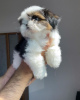 Foto №2 zu Ankündigung № 124279 zu verkaufen shih tzu - einkaufen Kanada züchter