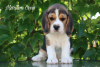 Foto №1. beagle - zum Verkauf in der Stadt Стамбул | 473€ | Ankündigung № 105175