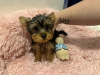 Foto №2 zu Ankündigung № 123494 zu verkaufen yorkshire terrier - einkaufen Großbritannien quotient 	ankündigung