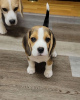 Foto №4. Ich werde verkaufen beagle in der Stadt Bremen. quotient 	ankündigung - preis - 360€