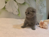 Zusätzliche Fotos: Ab sofort stehen Scottish Fold-Kätzchen zum Verkauf