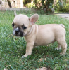 Foto №1. französische bulldogge - zum Verkauf in der Stadt Tallinn | Frei | Ankündigung № 16194