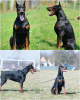 Foto №2 zu Ankündigung № 124058 zu verkaufen dobermann - einkaufen Serbien züchter