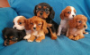 Foto №3. Cavalier King Charles Spaniel. Großbritannien