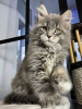 Foto №2 zu Ankündigung № 97757 zu verkaufen maine-coon-katze - einkaufen Deutschland quotient 	ankündigung