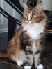 Foto №3. Maine-Coon-Kätzchen. USA