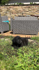 Zusätzliche Fotos: Labrador Retriever