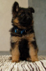 Foto №2 zu Ankündigung № 9145 zu verkaufen deutscher schäferhund - einkaufen Ukraine vom kindergarten