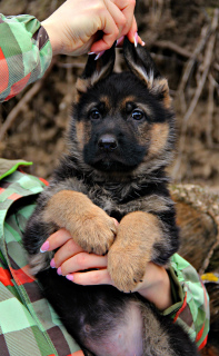 Foto №2 zu Ankündigung № 4940 zu verkaufen deutscher schäferhund - einkaufen Ukraine vom kindergarten