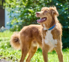 Zusätzliche Fotos: Der wunderschöne Hund Rom sucht eine Familie.