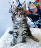 Foto №1. maine-coon-katze - zum Verkauf in der Stadt New York | 237€ | Ankündigung № 114859